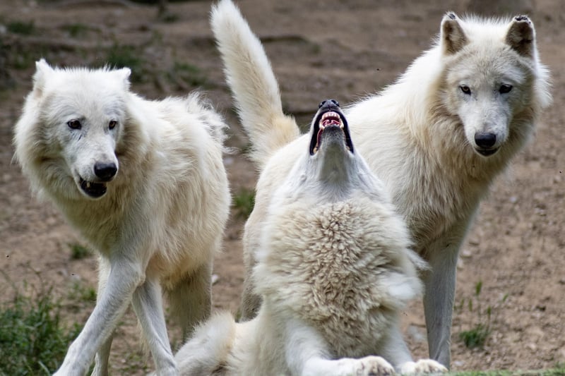 Confront Legendary Beasts