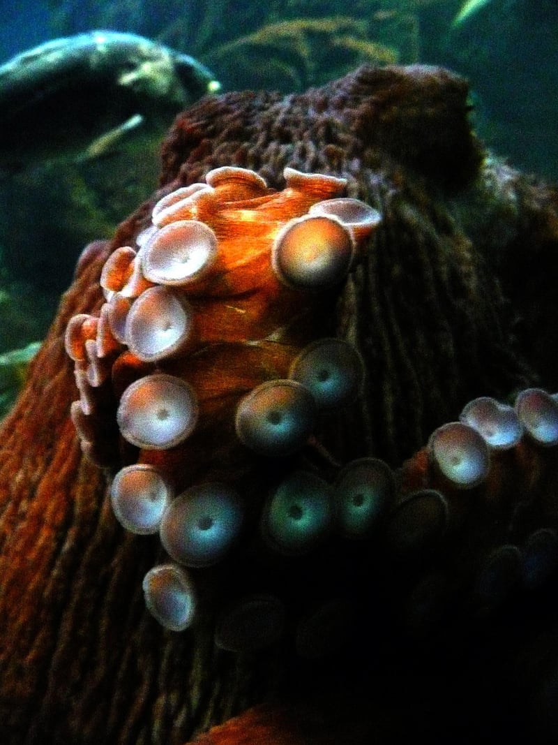 Kraken of the Depths